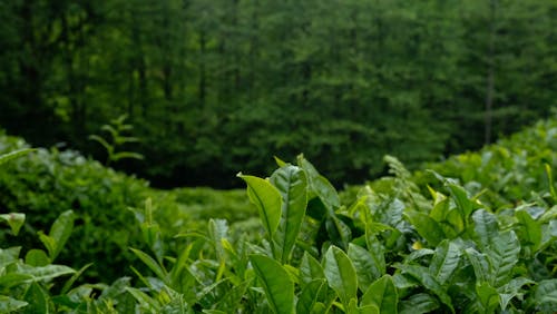 Close-up of Tea Leaves on a Tea Plantation 