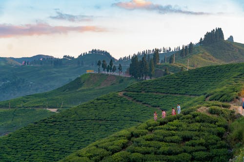 Landscape of Tea Plantations on Hills under a Sunset Sky 