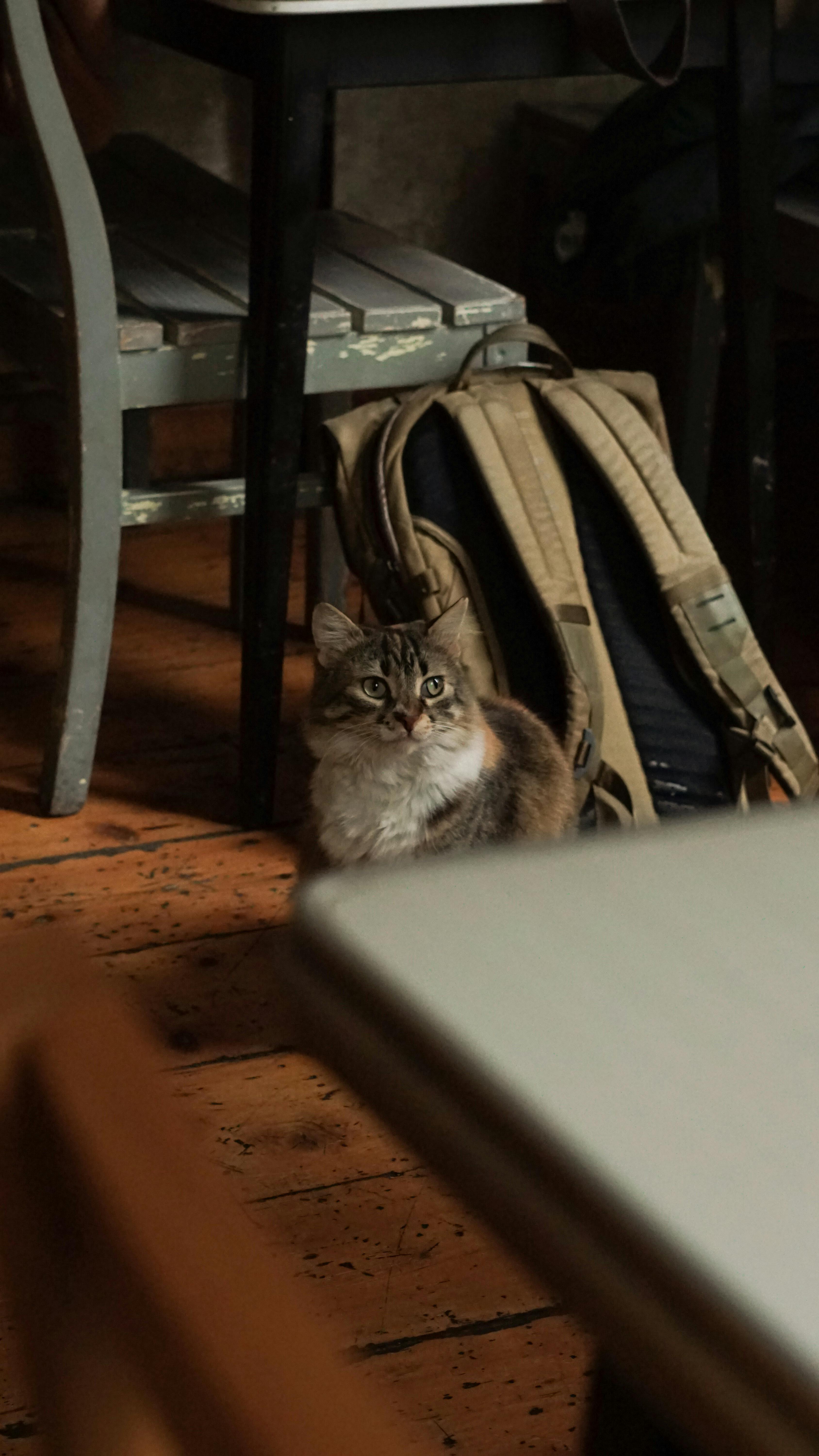 A cat sitting on the floor next to a backpack