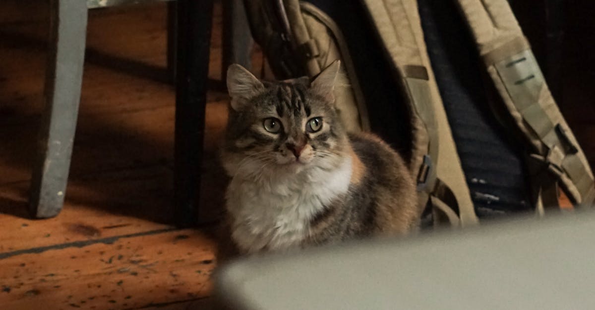 A cat sitting on the floor next to a backpack