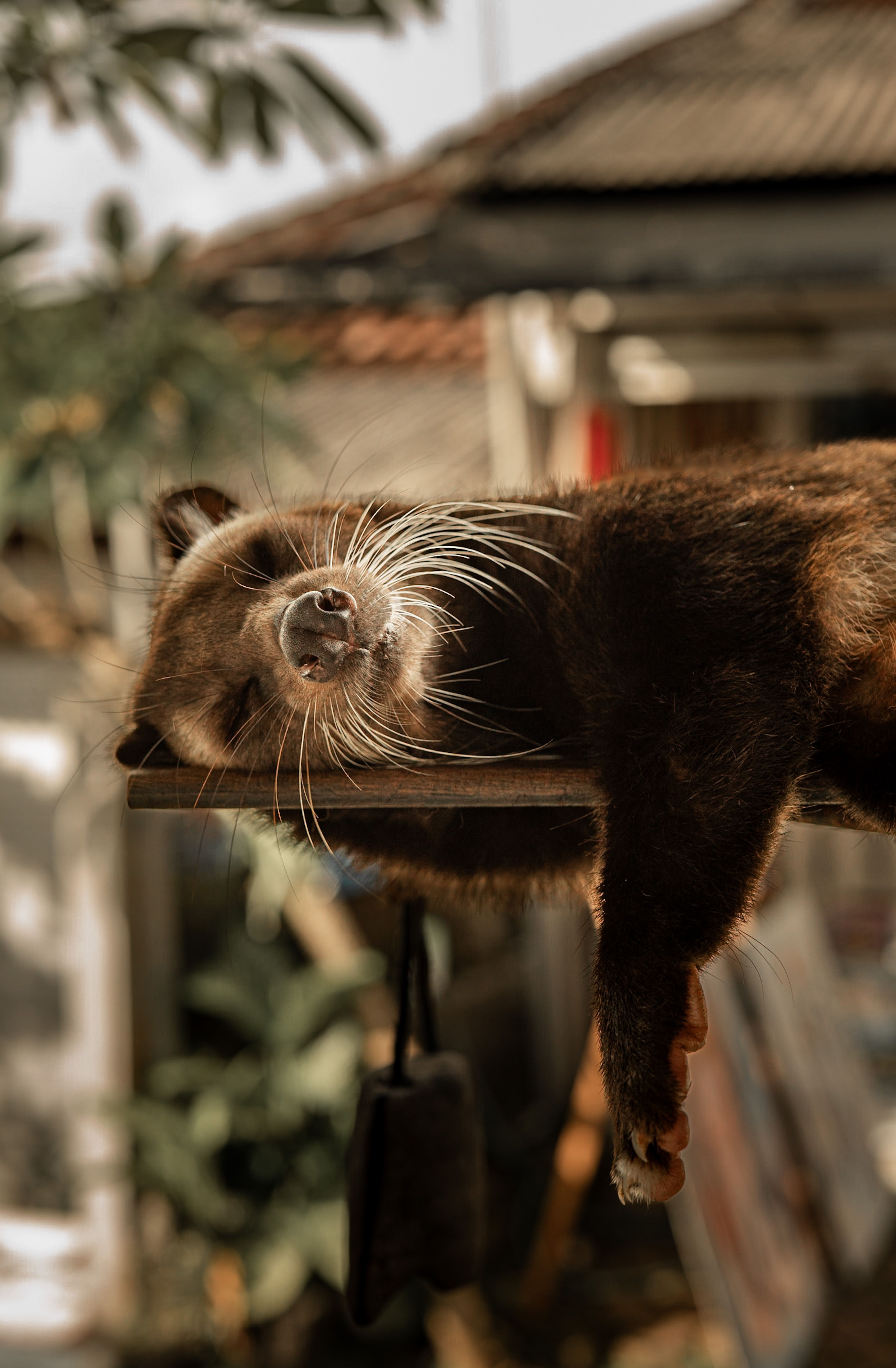 Raccoon Lying Down on Planks · Free Stock Photo