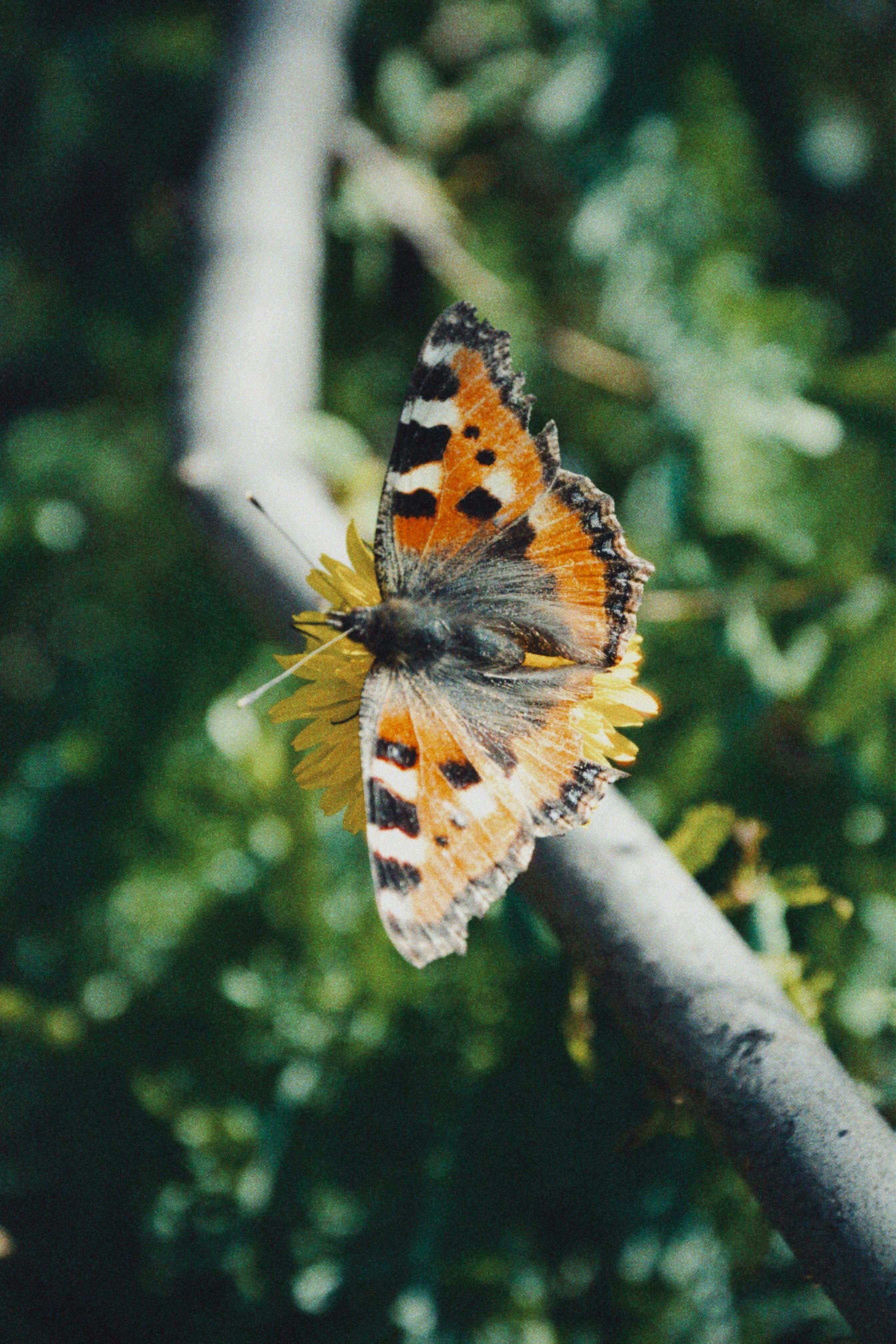 Stunning close-up of a small tortoiseshell butterfly on a yellow flower branch in Almaty Province.