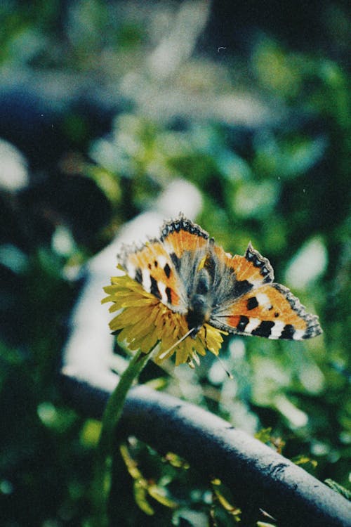 Close-up of a Butterfly Sitting on a Flower