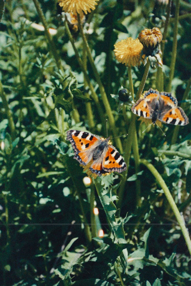 Butterflies And Flowers