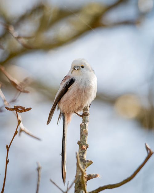 A Songbird on a Branch