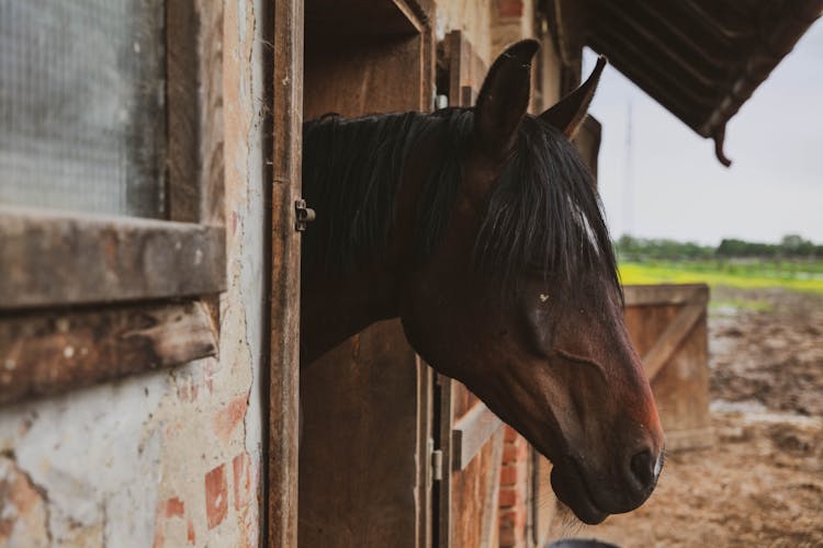 A Horse Head On A Farm