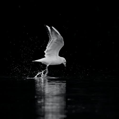 A seagull is flying over water in the dark