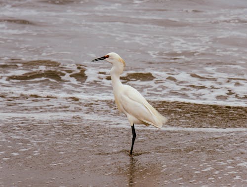 A Heron on the Beach