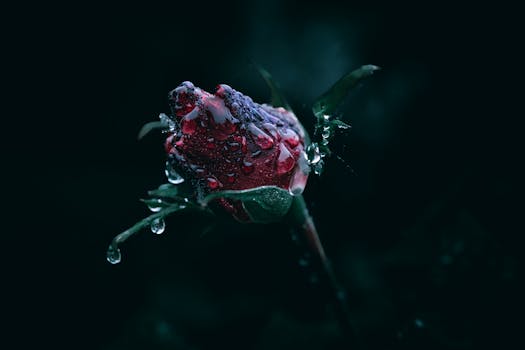Close-up of a red rose bud covered with water droplets on a dark background.