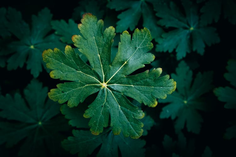 Big Leaves On Plant