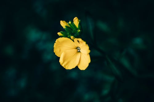Gratis lagerfoto af blomst, frisk, gul