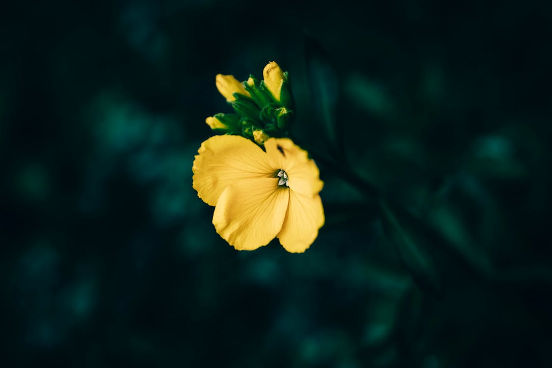 Yellow Flower in Nature