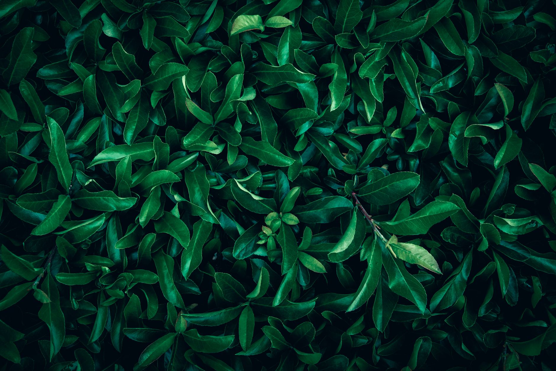 Preventing Premature Lower Leaf Yellowing & Drop on Dense, Vigorous Garden Plants: Optimizing Internal Light, Airflow, and Nutrient Mobility for Fuller Foliage
