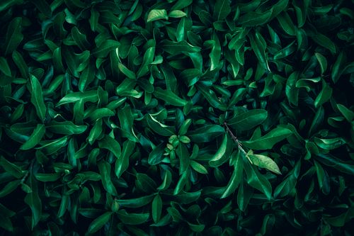Free Close-up view of vibrant green leaves, showcasing nature's abundance and vitality. Stock Photo