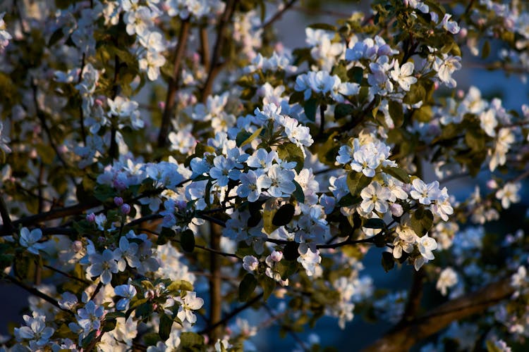 Apple Tree Branch With White Blooming Flowers