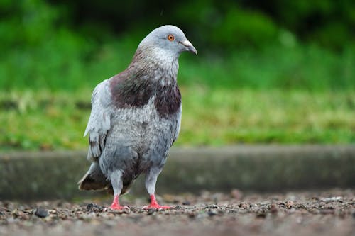 Portrait of a Pigeon Standing Outdoors