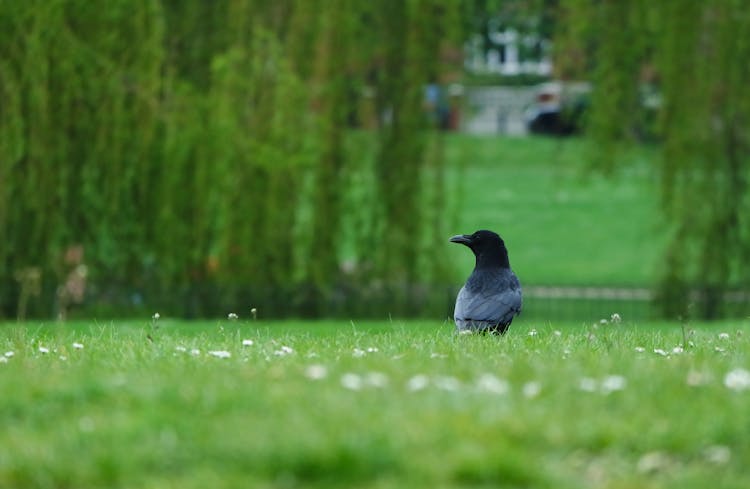 Crow On Grass In Park