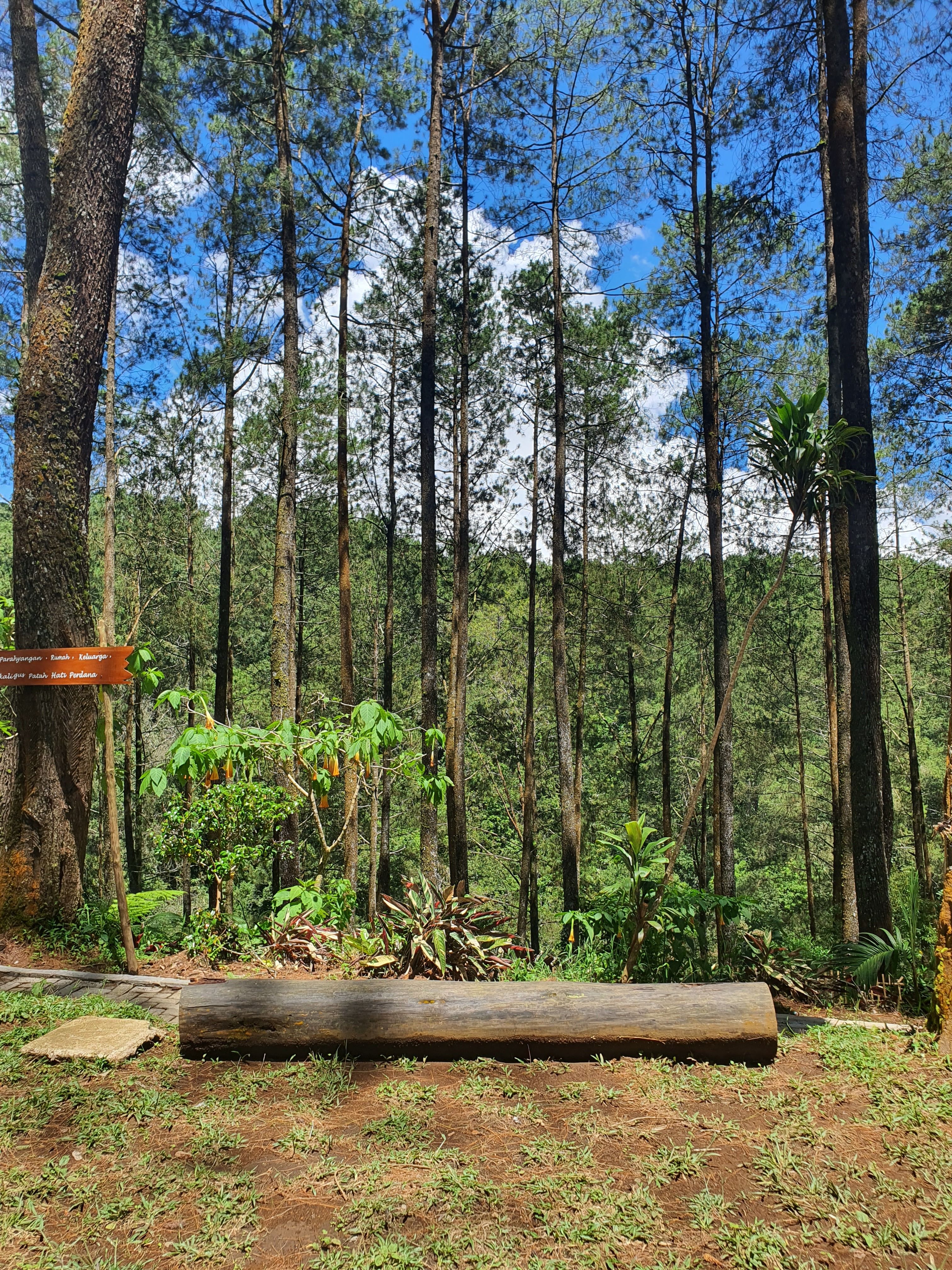 A Log in Woods · Free Stock Photo