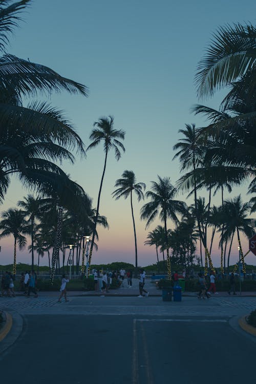 Street with Palm Trees at Sunset