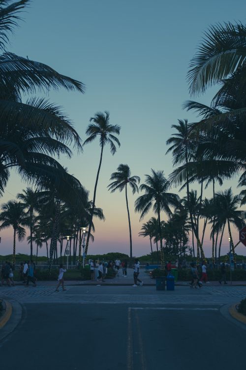 Free A vibrant city street with palm trees and pedestrians during twilight, highlighting a tropical urban experience. Stock Photo