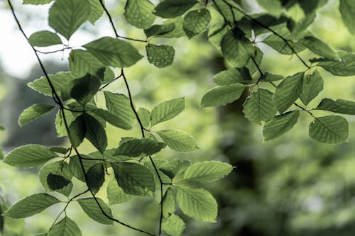 fagus sylvatica, パーク, バックライトの無料の写真素材