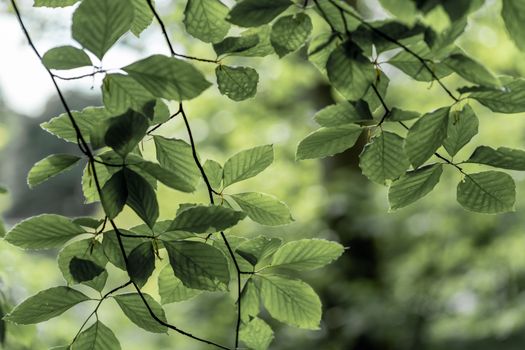 Green Leaves of a Beech Tree Branch