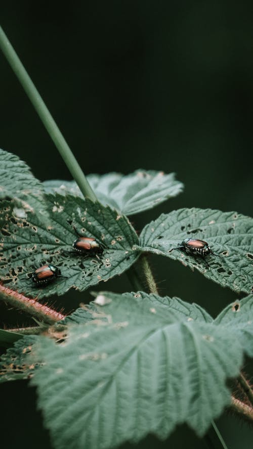Beetles Crawling on Green Leaves