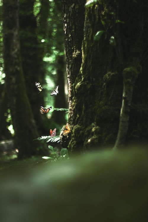 Free stock photo of butterfly, forest, green Stock Photo