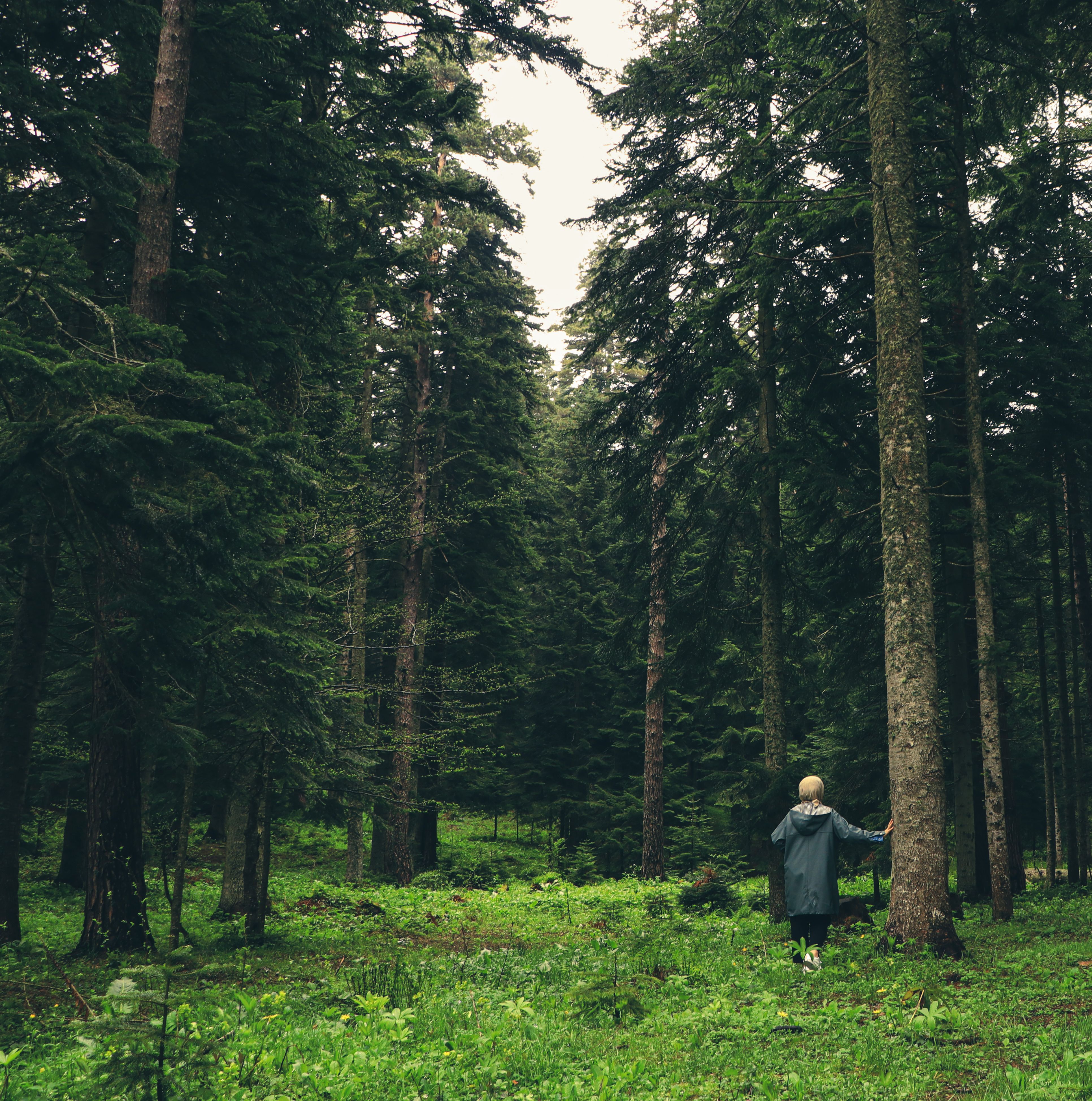 Blonde Woman Standing Next to Tree in Forest · Free Stock Photo