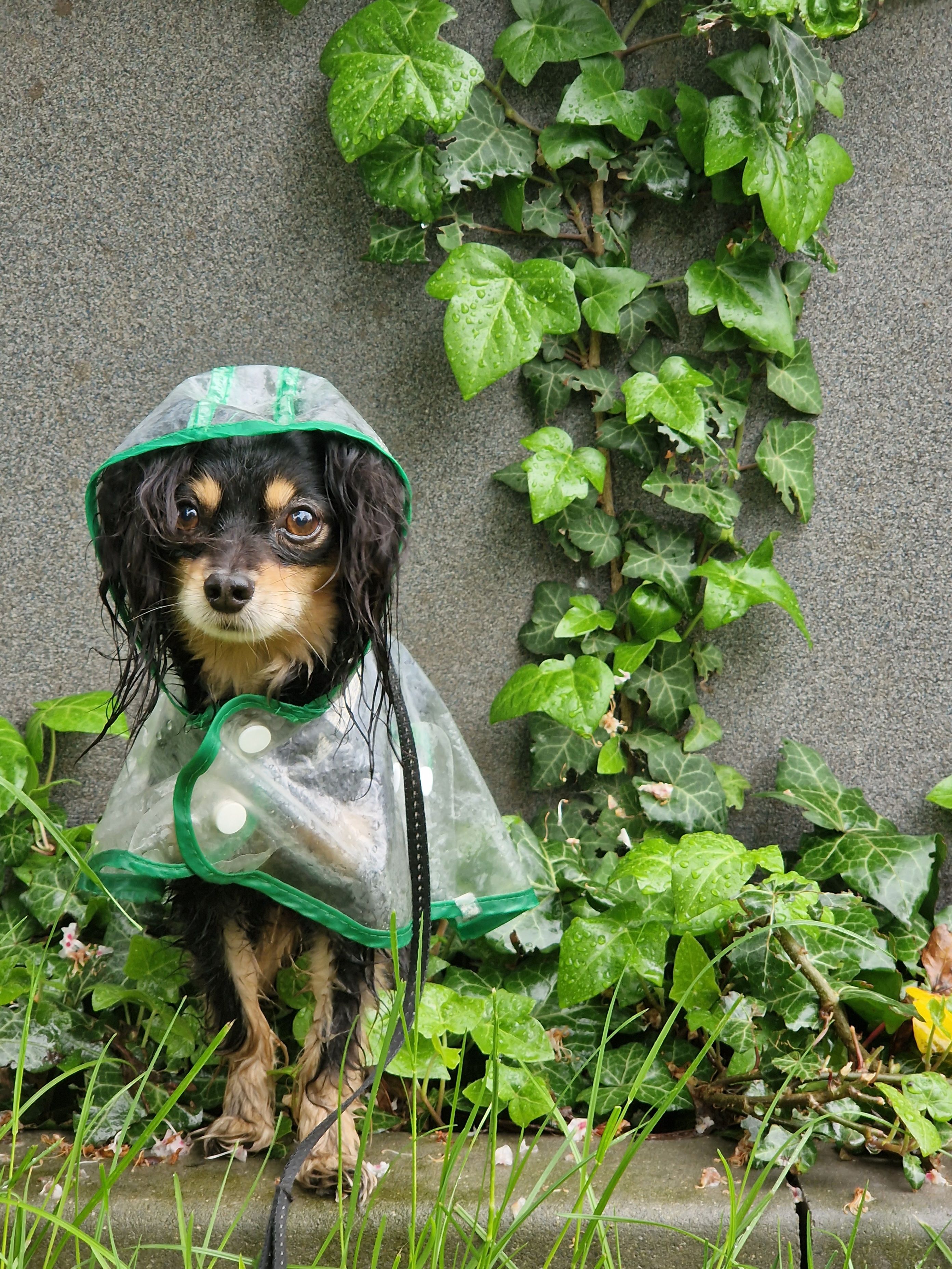 Cute small dog wearing a raincoat stands in lush greenery on a rainy day.