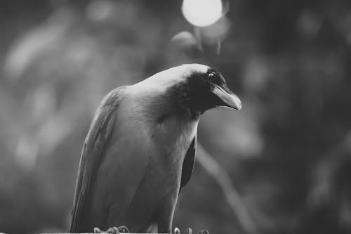 Fotografia Em Tons De Cinza De Corvo Doméstico