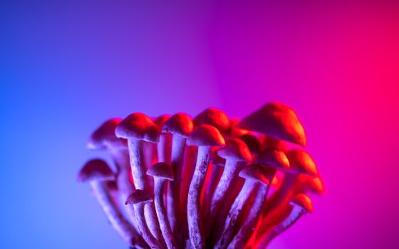 A striking image of mushrooms illuminated by vibrant pink and blue lighting, creating an ethereal atmosphere.