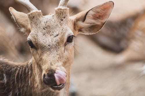 Foto d'estoc gratuïta de animal, animal salvatge, bufó