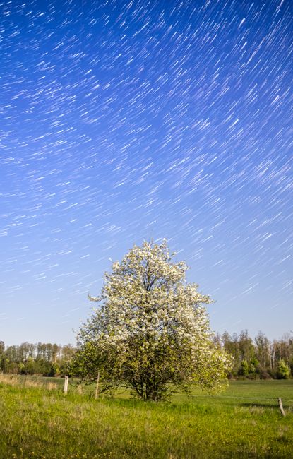 Beautiful night sky with star trails over a solitary blooming tree in a peaceful meadow.