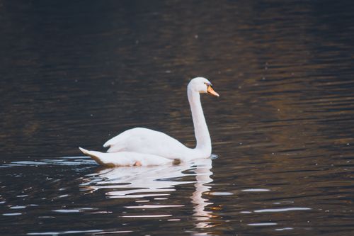 Free A serene swan gracefully glides across a tranquil lake at dusk, reflecting natural beauty. Stock Photo
