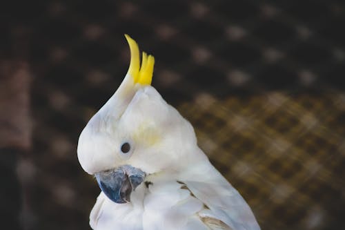 Cockatoo Trắng Với Mào Vàng