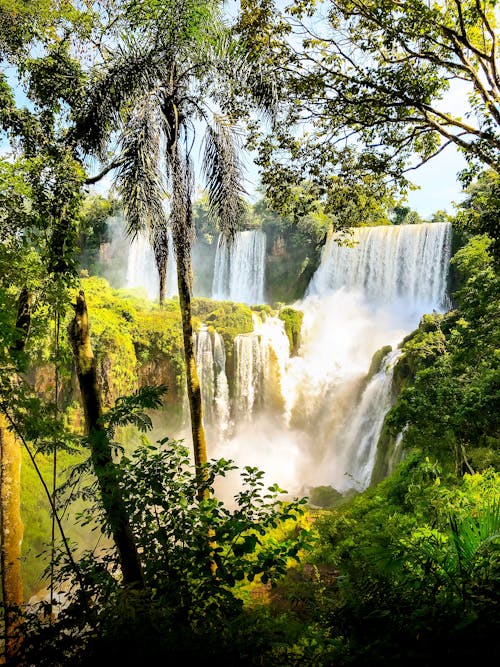 Free Green Trees around Waterfall Stock Photo