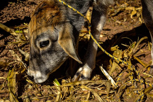 A close-up of a young calf eating corn stalks outdoors on a rural farm.
