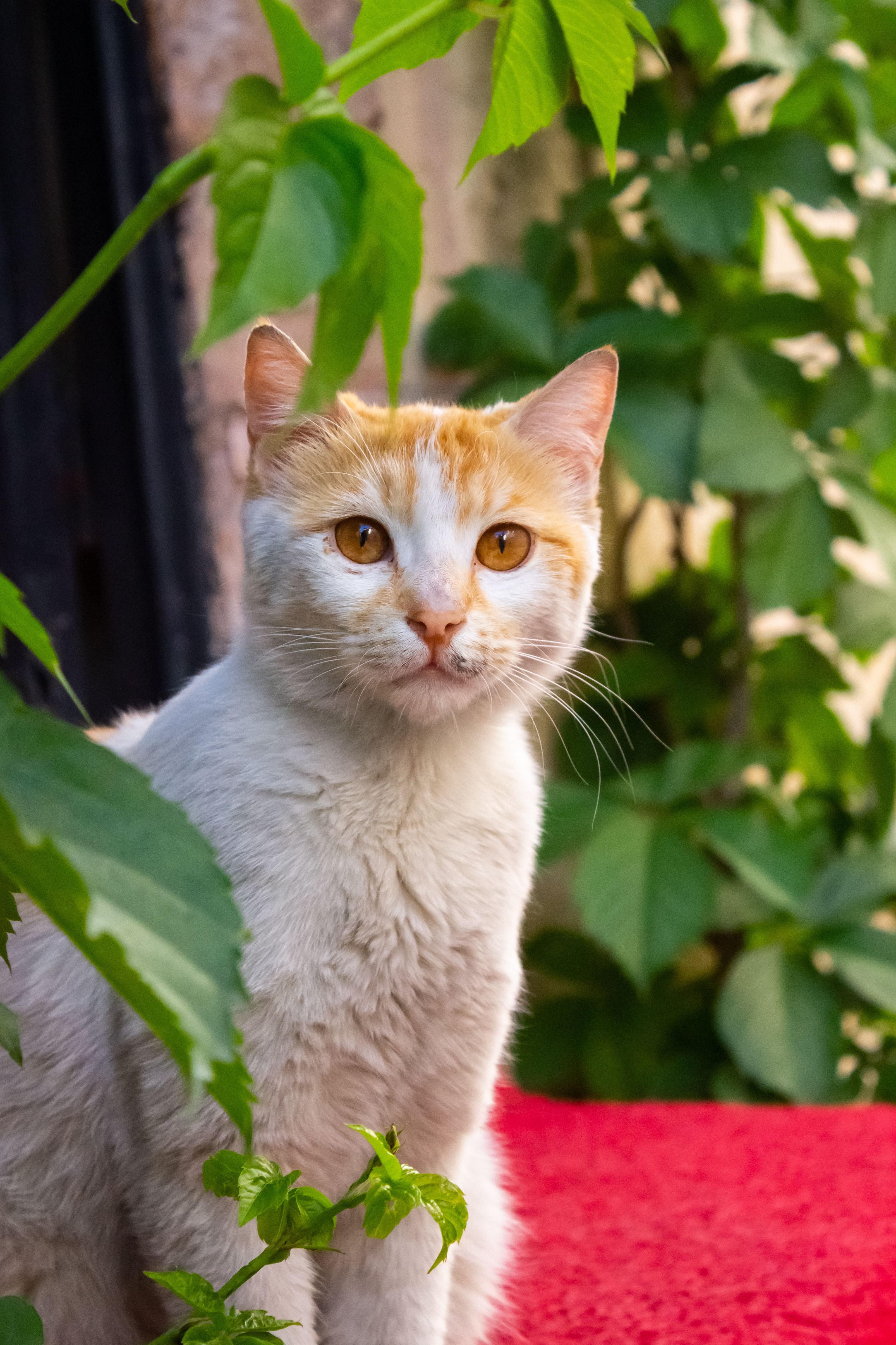 Close up of Cat · Free Stock Photo