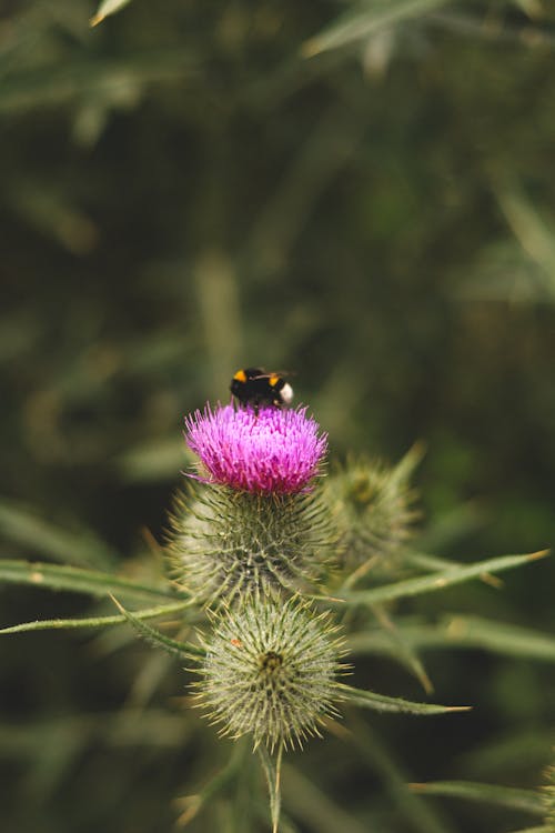 A Horsefly on a Thistle