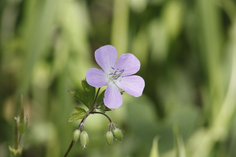 Fotomural Una vibrante flor púrpura florece entre el fresco follaje verde al aire libre.