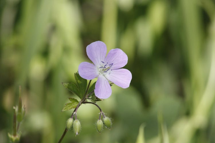 Purple Flower In Nature