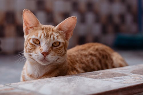 Ginger Cat Lying