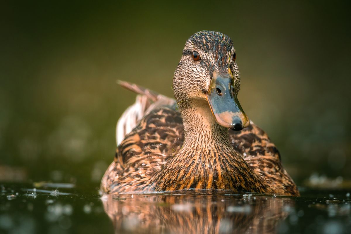 Pato nadando na água