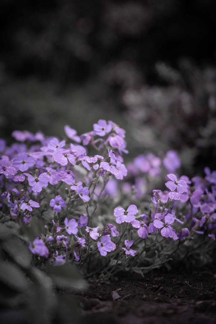 Close Up Of Purple Flowers