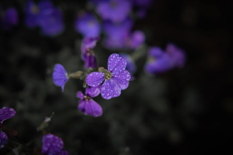 Raindrops On Purple Flowers