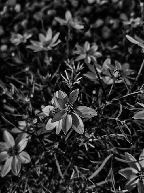 Gratis arkivbilde med blomster, svart-hvitt