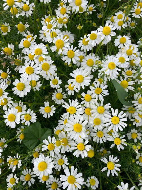 Free A vibrant cluster of blooming chamomile flowers, capturing the essence of spring or summer. Stock Photo