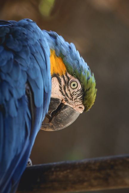 Fotomural Primer plano de un vibrante guacamayo azul en Concepción, Bío Bío, Chile, mostrando su plumaje colorido.