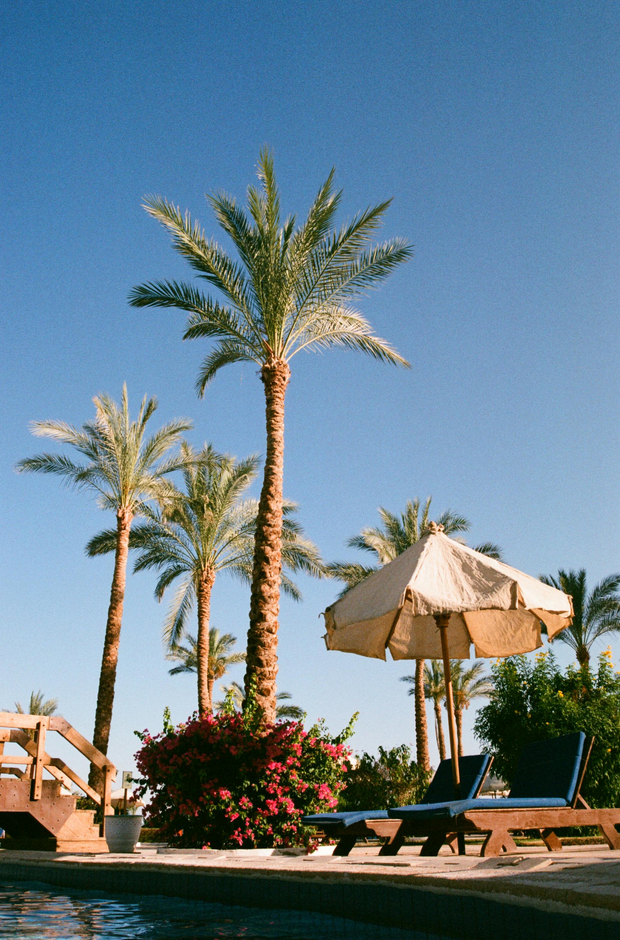 Relaxing poolside view at a tropical resort with palm trees and clear blue skies.